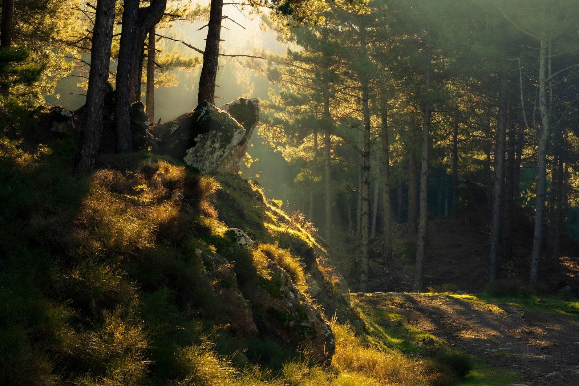 A pine forest crossed by morning sunlight