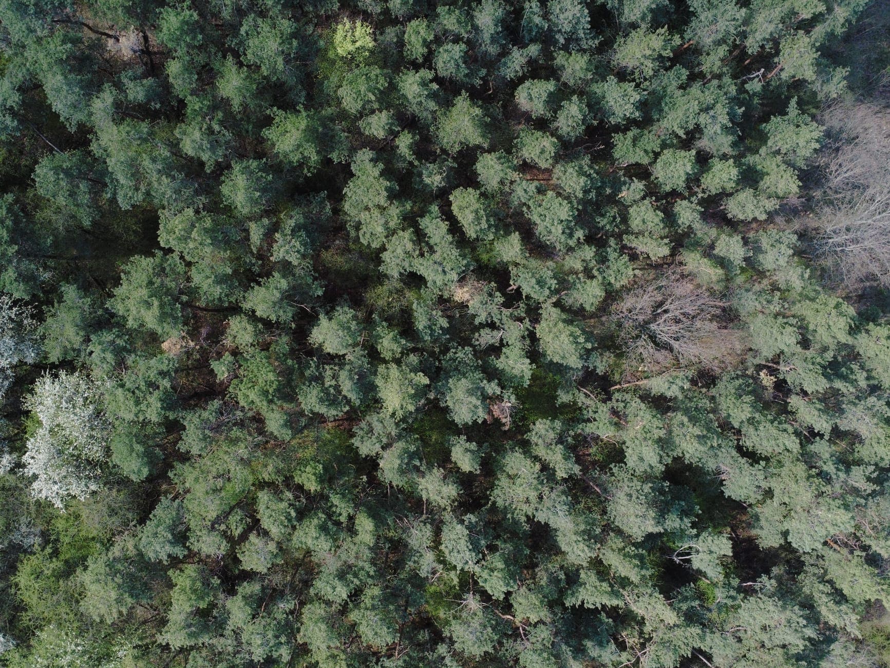 A forest seen from above, with the tree canopies filling the frame