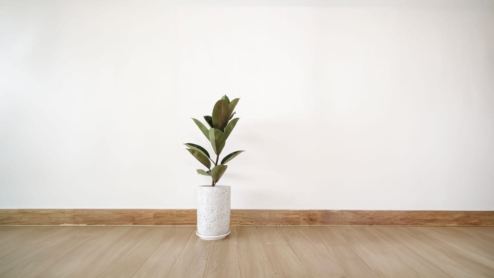 A small rubber plant in a white speckled pot, standing on the light wooden floor of an empty room against a bare white wall