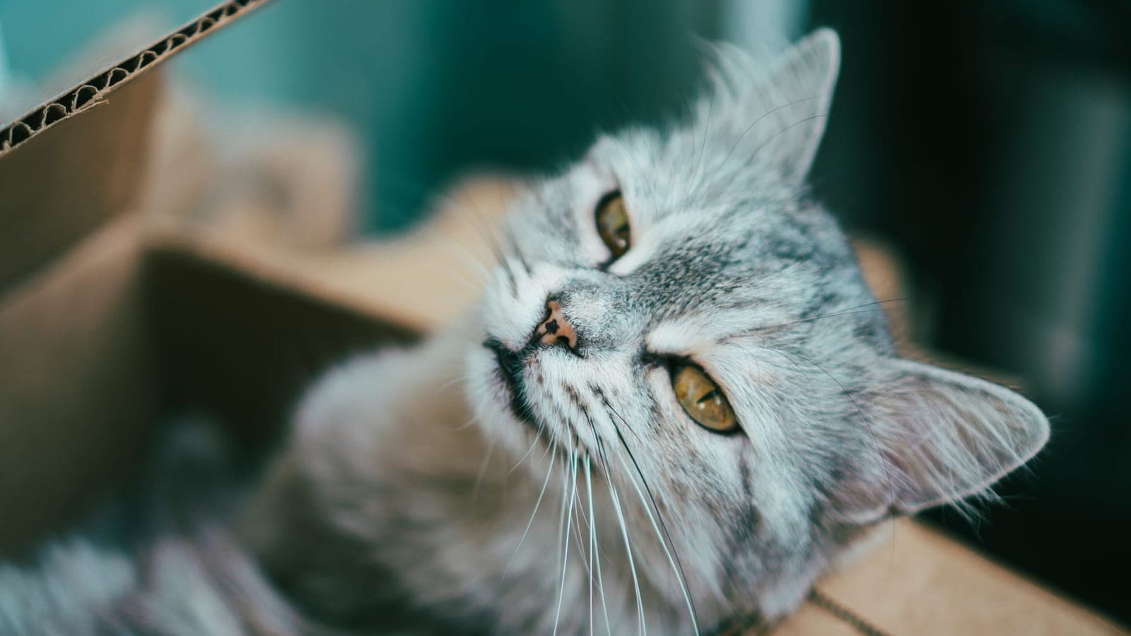 Gray cat with yellow eyes sitting comfortably in a cardboard box, gazing away.